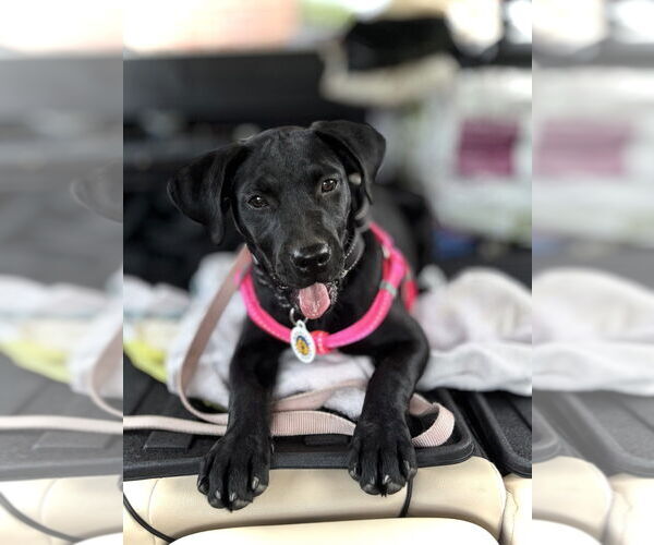 Medium Photo #1 Mutt Puppy For Sale in Candler, NC, USA