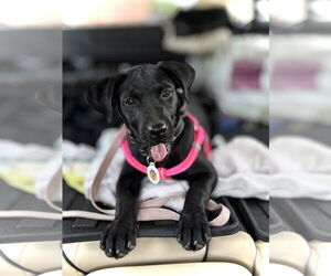 Mutt Dogs for adoption in Candler, NC, USA
