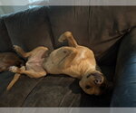 Small #3 Labrador Retriever Mix