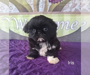 Shih Tzu Puppy for sale in MOUNT PLEASANT, MI, USA