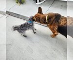 Small #3 German Shepherd Dog