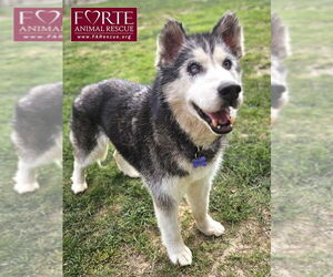 Siberian Husky Dogs for adoption in Marina del Rey, CA, USA