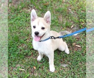 Pomsky Puppy for sale in ORANGE PARK, FL, USA