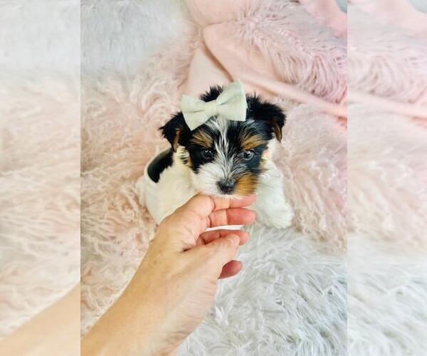 Medium Photo #7 Biewer Terrier Puppy For Sale in MIAMI BEACH, FL, USA
