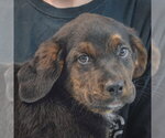 Small #6 Rottweiler Mix