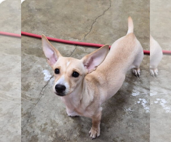 Medium Photo #2 Chihuahua-Unknown Mix Puppy For Sale in Farmington, MN, USA