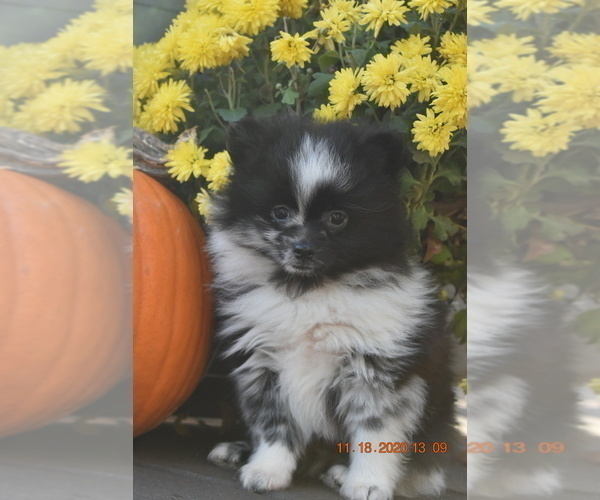 Medium Photo #3 Pomeranian Puppy For Sale in DINWIDDIE, VA, USA