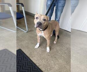 Mutt Dogs for adoption in Jackson, CA, USA