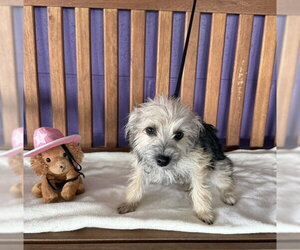 Mutt Dogs for adoption in Genesee, WI, USA