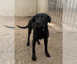 Nelson - Male Mutt Dog for Adoption - Photo #3