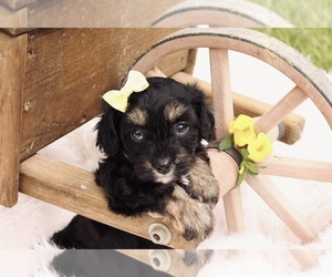 Cavapoo Puppy for sale in WEST SALEM, OH, USA