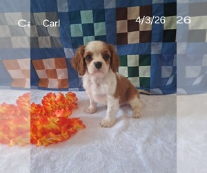 Cavalier King Charles Spaniel Puppy for sale in MOUNT PLEASANT, MI, USA