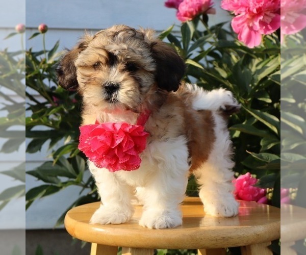 Medium Photo #2 Zuchon Puppy For Sale in THORP, WI, USA