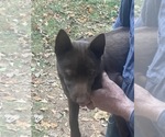 BROWNIE - Male Schipperke Puppy for Sale - Photo #4