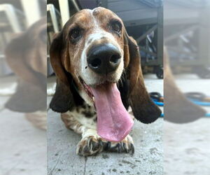 Basset Hound Dogs for adoption in Deepwater, NJ, USA