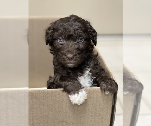Aussiedoodle Puppy for sale in TABOR CITY, NC, USA