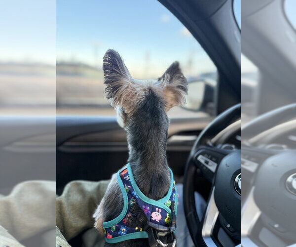 Medium Photo #3 Silky Terrier-Unknown Mix Puppy For Sale in Andover, MN, USA