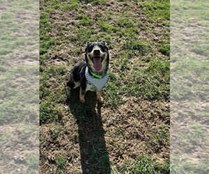 Nevah - Female Australian Shepherd-Unknown Mix Dog for Adoption - Photo #5
