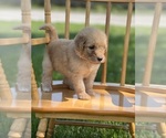 Small Photo #9 Goldendoodle Puppy For Sale in MARYVILLE, MO, USA