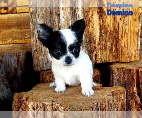 Medium Photo #3 Chihuahua Puppy For Sale in POTEAU, OK, USA