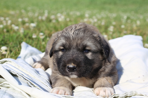 Medium Photo #1 Caucasian Shepherd Dog Puppy For Sale in GLASGOW, KY, USA