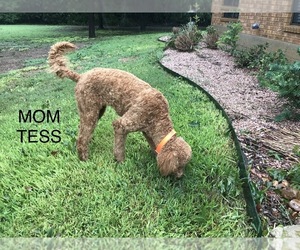 Mother of the Goldendoodle puppies born on 06/20/2022