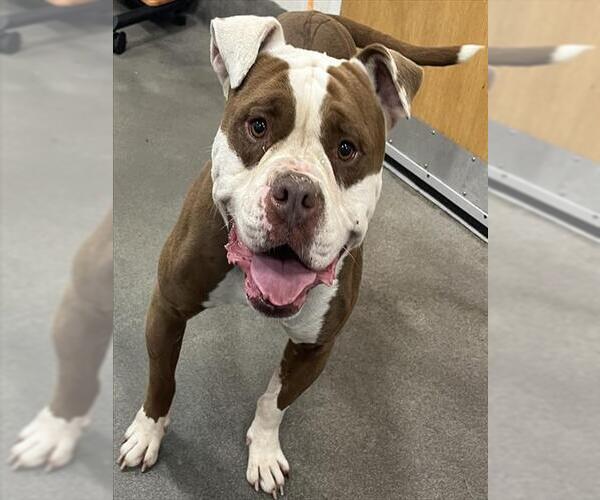 Medium Photo #1 American Bulldog Puppy For Sale in Forestville, MD, USA