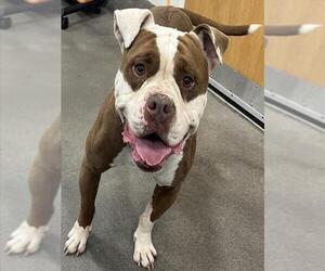 American Bulldog Dogs for adoption in Forestville, MD, USA