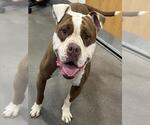 Small American Bulldog