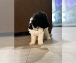 Small Photo #5 Poodle (Standard) Puppy For Sale in LEESBURG, GA, USA