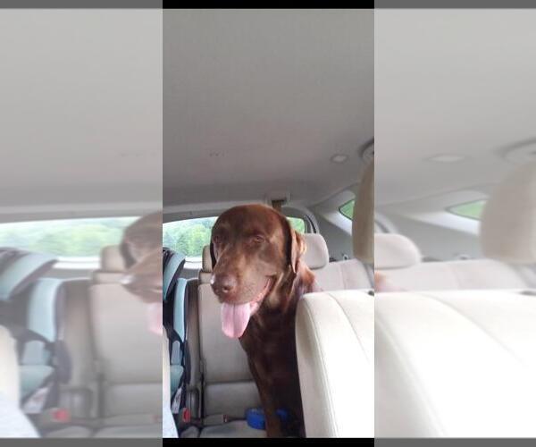 Medium Photo #1 Labrador Retriever Puppy For Sale in WEAVERVILLE, NC, USA