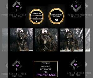 Poodle (Toy) Puppy for sale in WARSAW, IN, USA