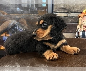 Dachshund Puppy for sale in NOBLESVILLE, IN, USA