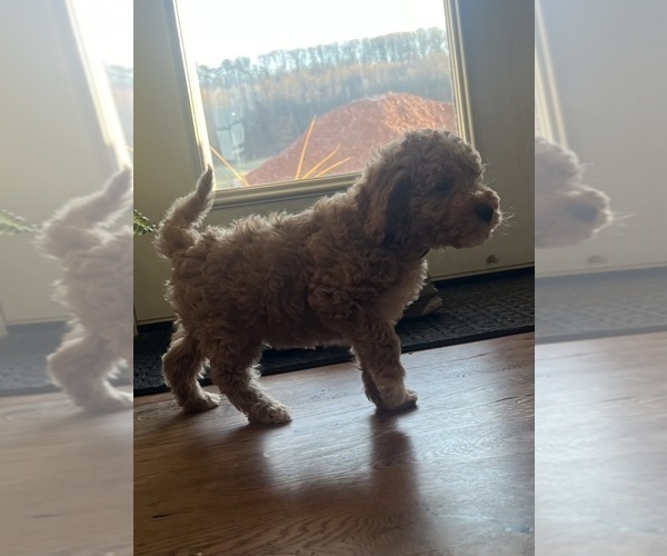 Medium Photo #7 Goldendoodle (Miniature) Puppy For Sale in LEWISBURG, PA, USA