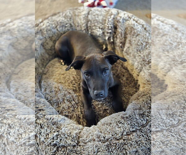 Medium Photo #10 American Pit Bull Terrier-Unknown Mix Puppy For Sale in Minneapolis, MN, USA