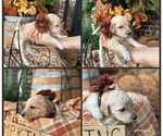 Puppy 9 Tillie Goldendoodle
