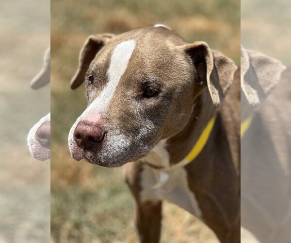 Medium Photo #4 Pointer-Unknown Mix Puppy For Sale in Houston, TX, USA