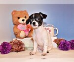Puppy Fuzz Chihuahua