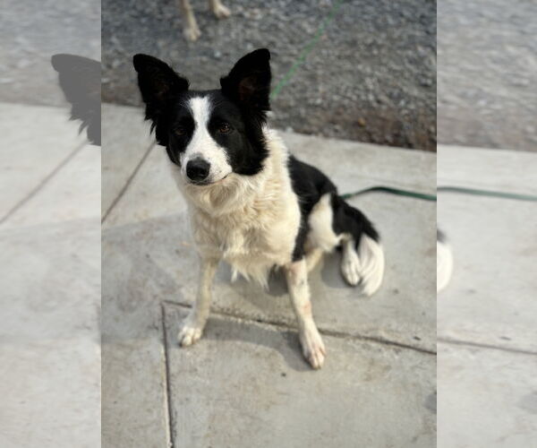 Medium Photo #5 Border Collie Puppy For Sale in Milpitas, CA, USA
