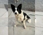 Small #4 Border Collie
