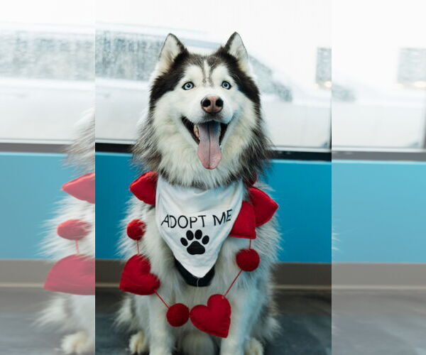 Medium Photo #2 Siberian Husky Puppy For Sale in Carrollton, TX, USA