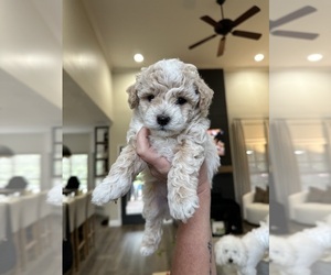 Maltipoo (Miniature) Puppy for sale in BESSEMER, AL, USA