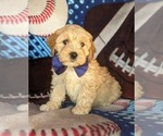 Small Photo #3 Cavachon-Poodle (Miniature) Mix Puppy For Sale in AIRVILLE, PA, USA
