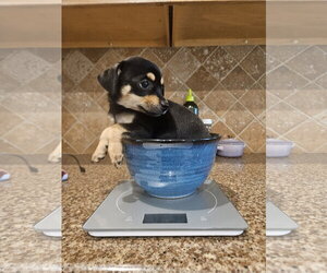 Chihuahua-Unknown Mix Dogs for adoption in The Woodlands, TX, USA