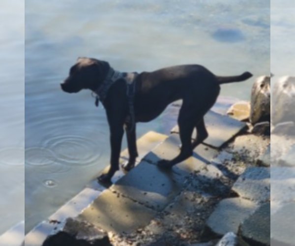 Medium Photo #6 American Pit Bull Terrier-Labrador Retriever Mix Puppy For Sale in SEATTLE, WA, USA