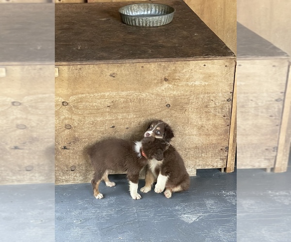 Medium Photo #5 Australian Shepherd Puppy For Sale in POLK CITY, FL, USA