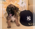 Small #6 Engatzu Spaniel-Frenchie Pug Mix