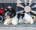 Small #2 Shih Tzu