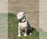 Small #2 Mutt