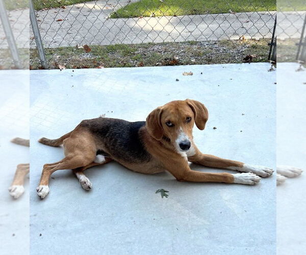 Medium Photo #2 Mutt Puppy For Sale in Oakhurst, NJ, USA